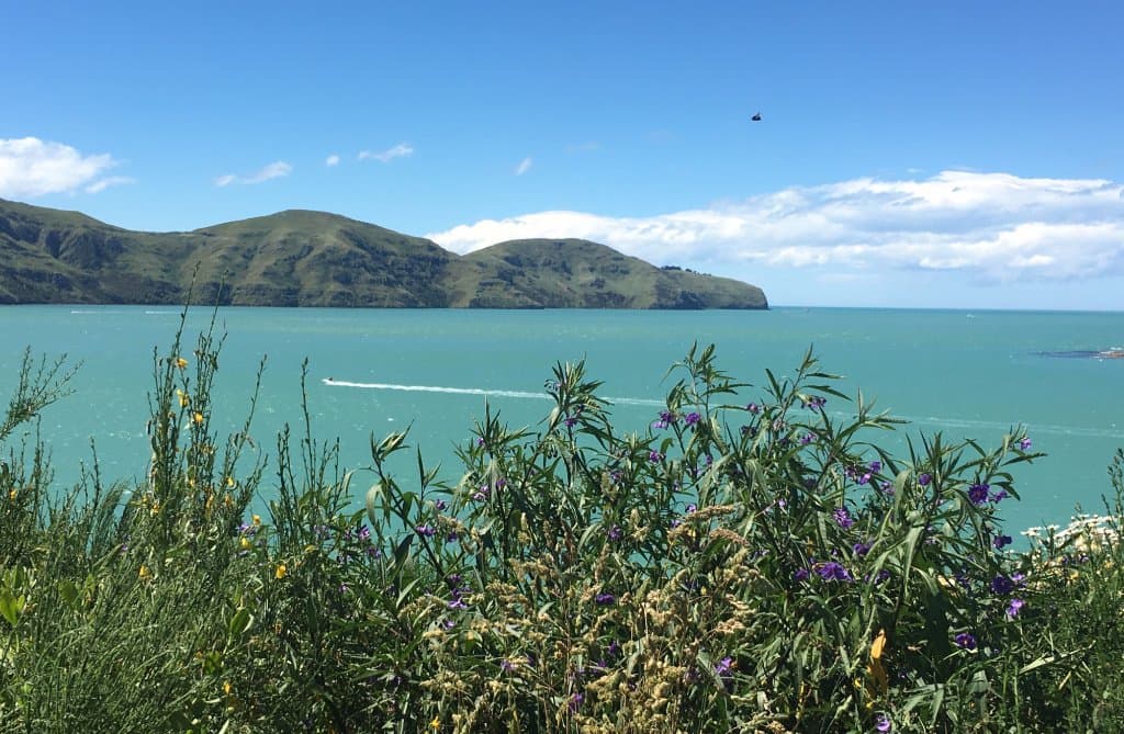 View from one of the seats along the Coastal Track path