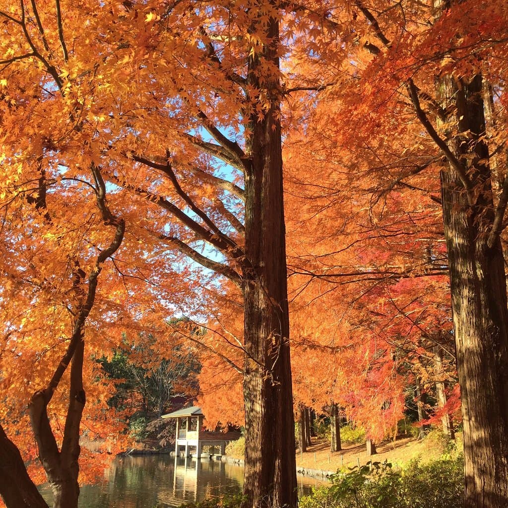 3/Dec. splendid autumn leaves!