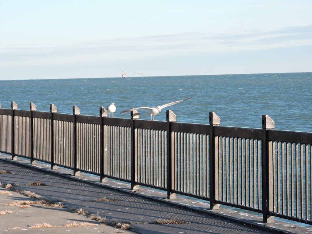 Seagulls and Lake St. Clair from the park.