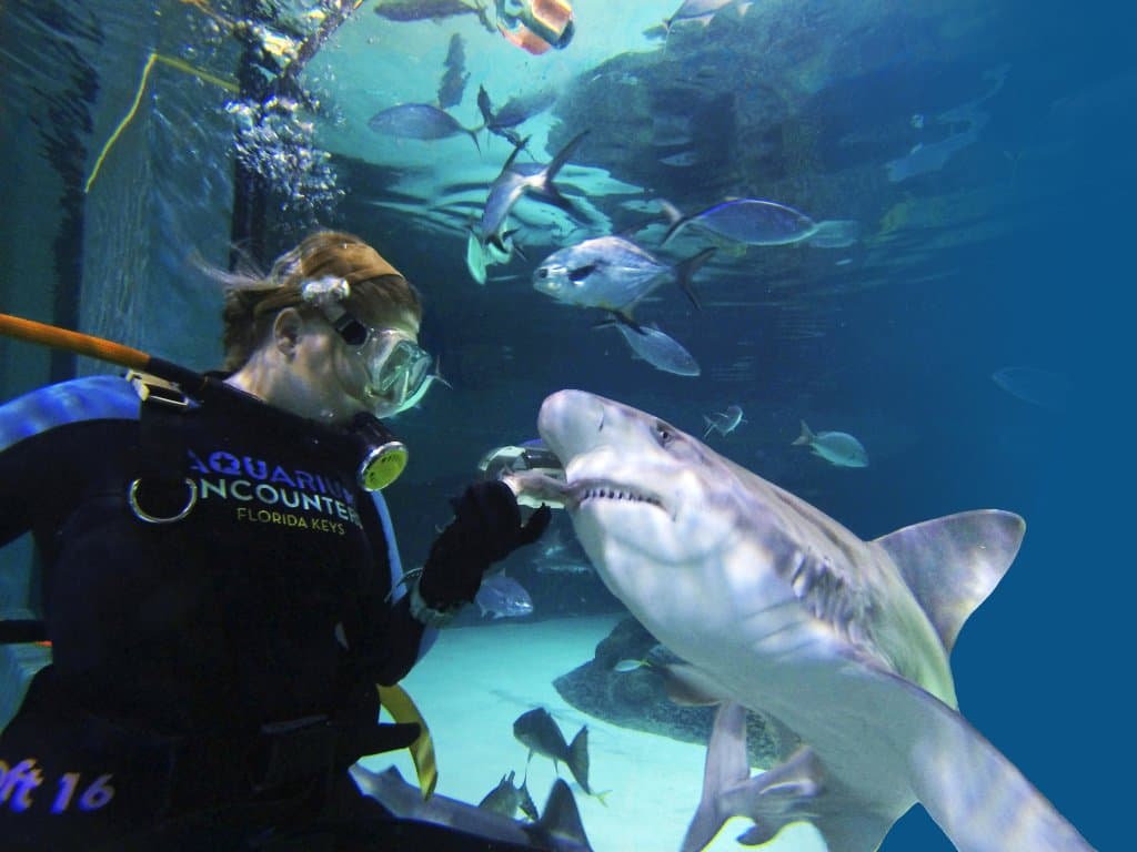 Our unique tanks allow guests an up close view and safe hand feeding of our sharks