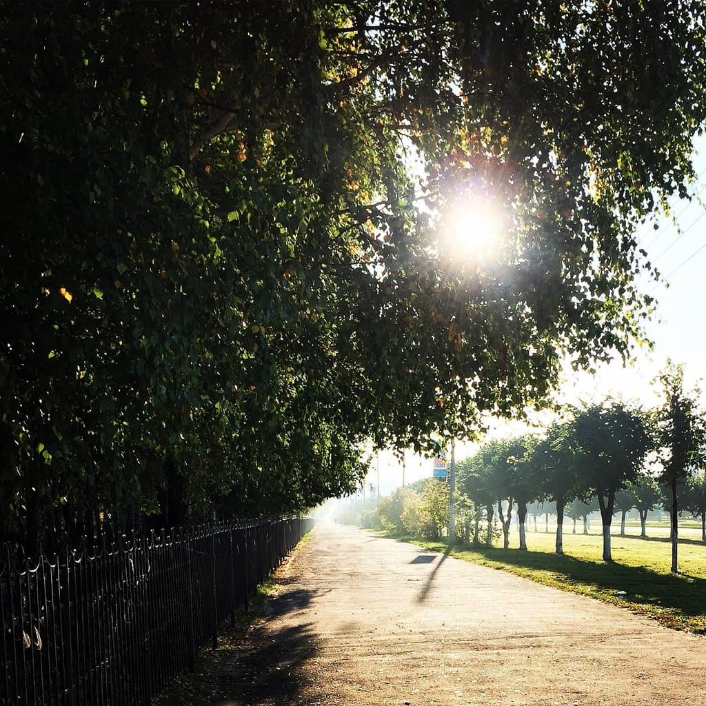 Yelnikovskaya Grove