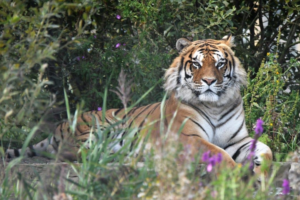 Lincolnshire Wildlife Park