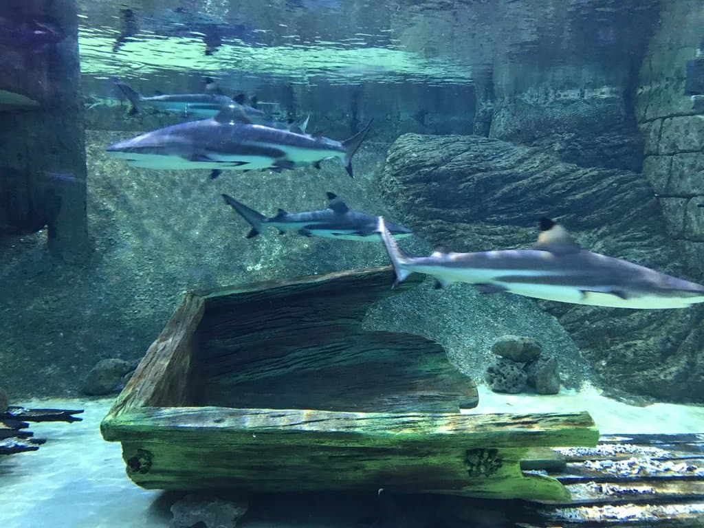 Aquarium