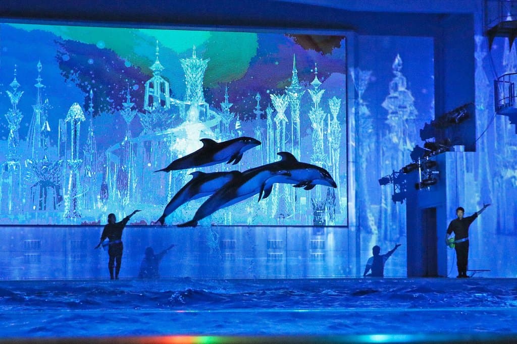 海の生きものたちとプロジェクションマッピングがコラボした幻想的なナイトショー