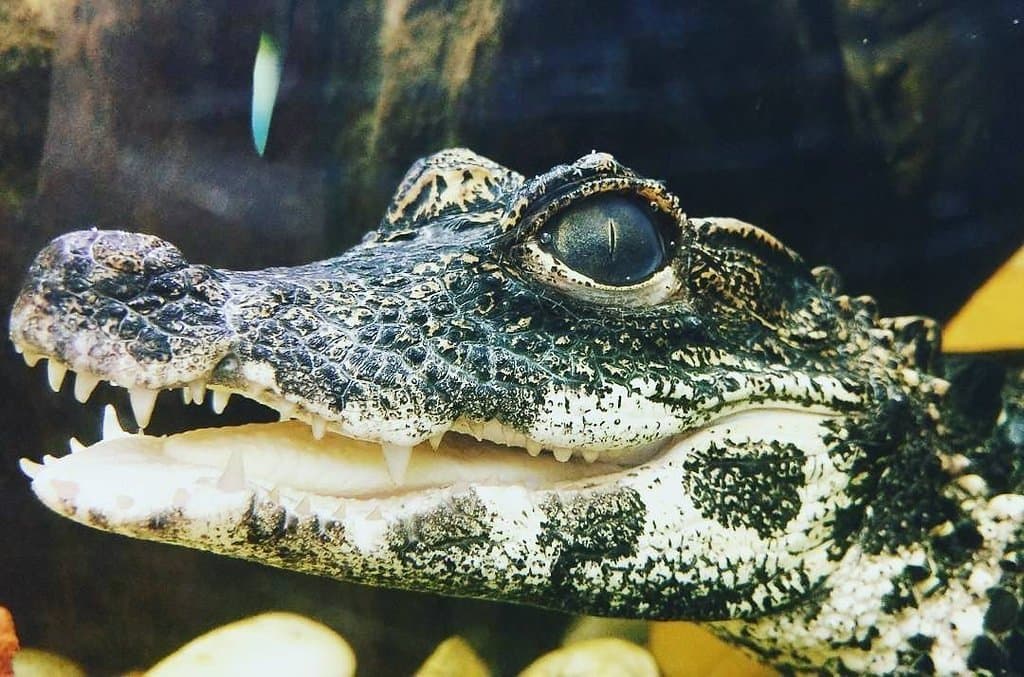Reptilienzoo Happ