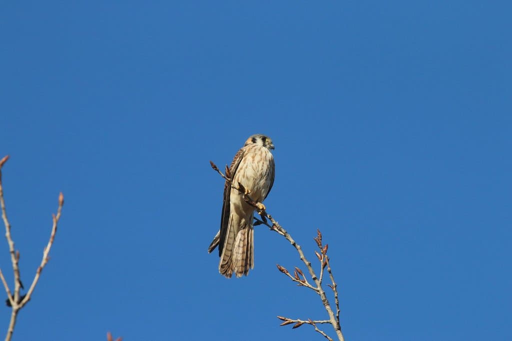 American Kestrel looking for a feed!