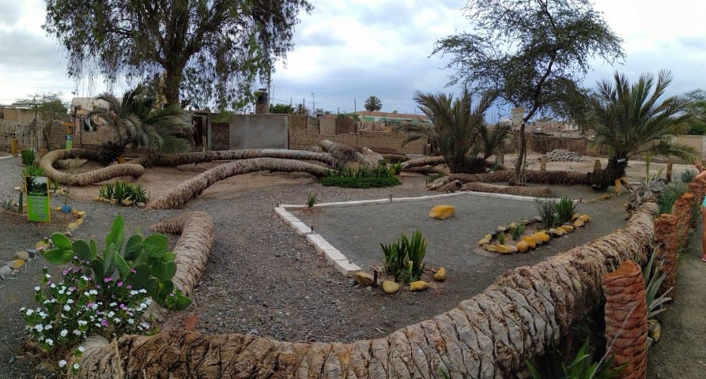 La palmera de las 7 cabezas.