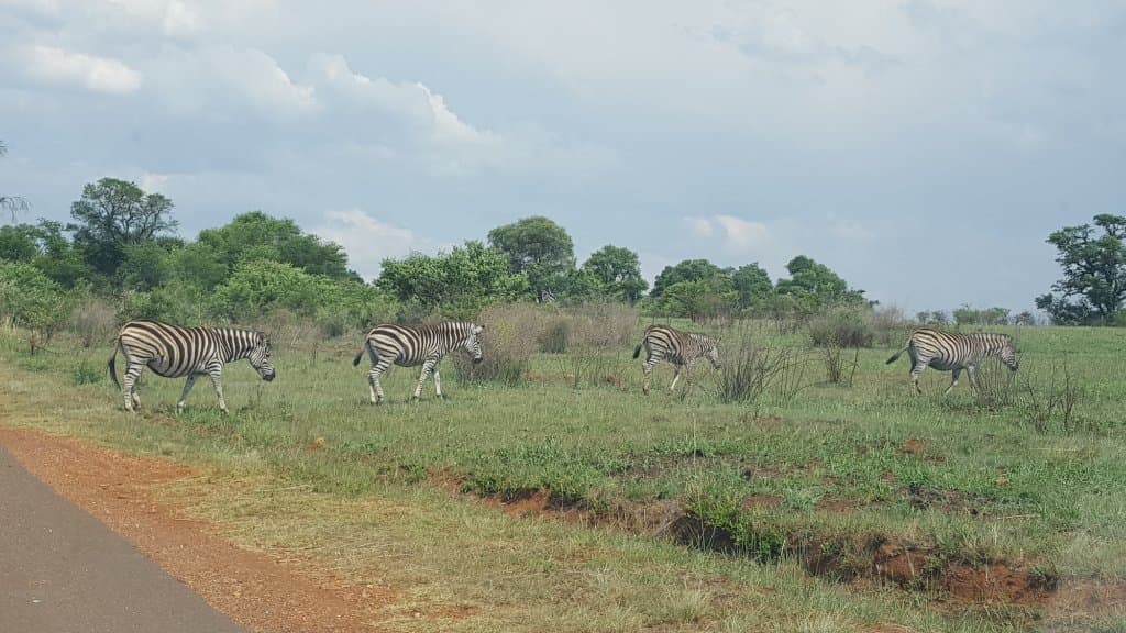 Zebras crossing