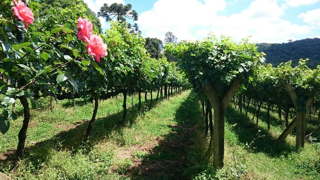 Cantina Tonet
