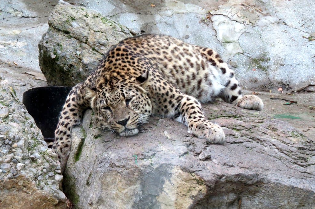 Животных много!