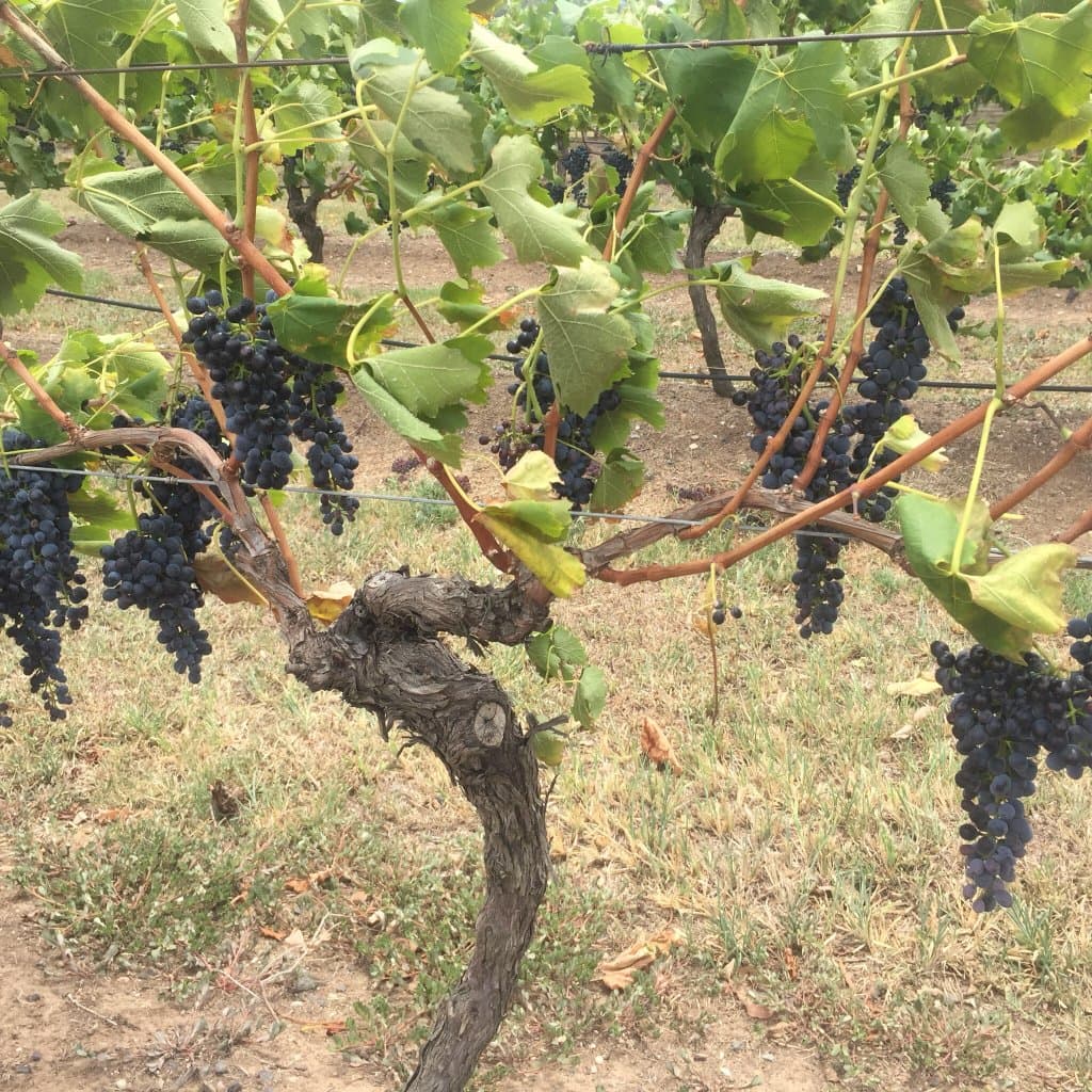 McLeish Estate Wines