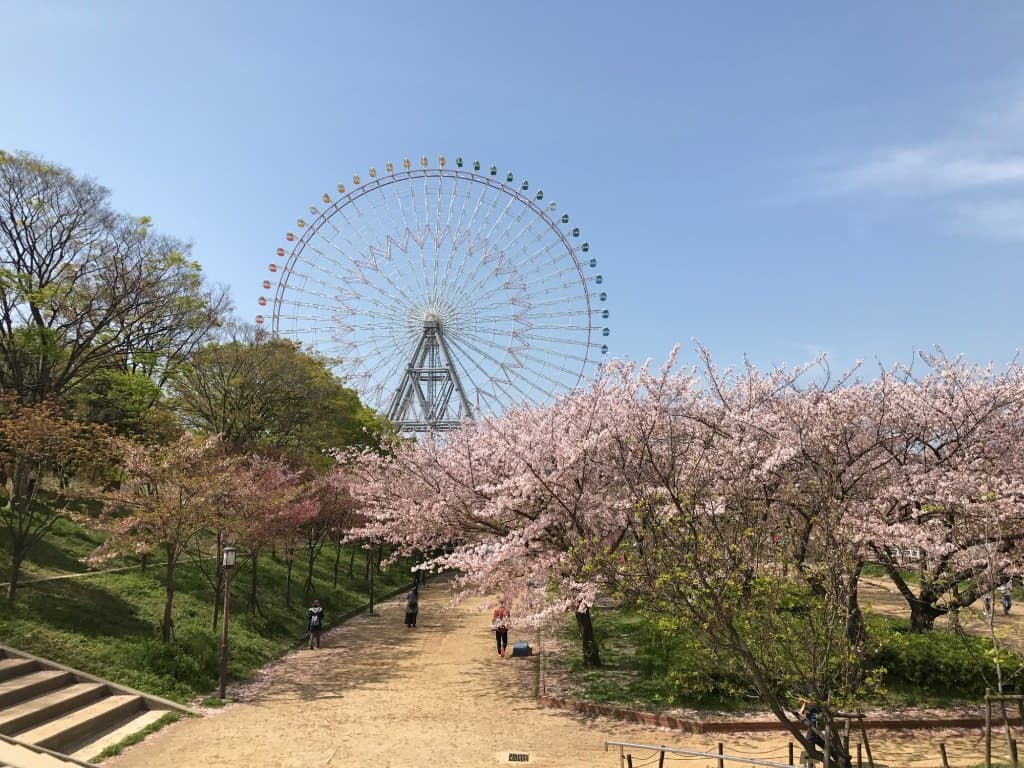 観覧車と桜