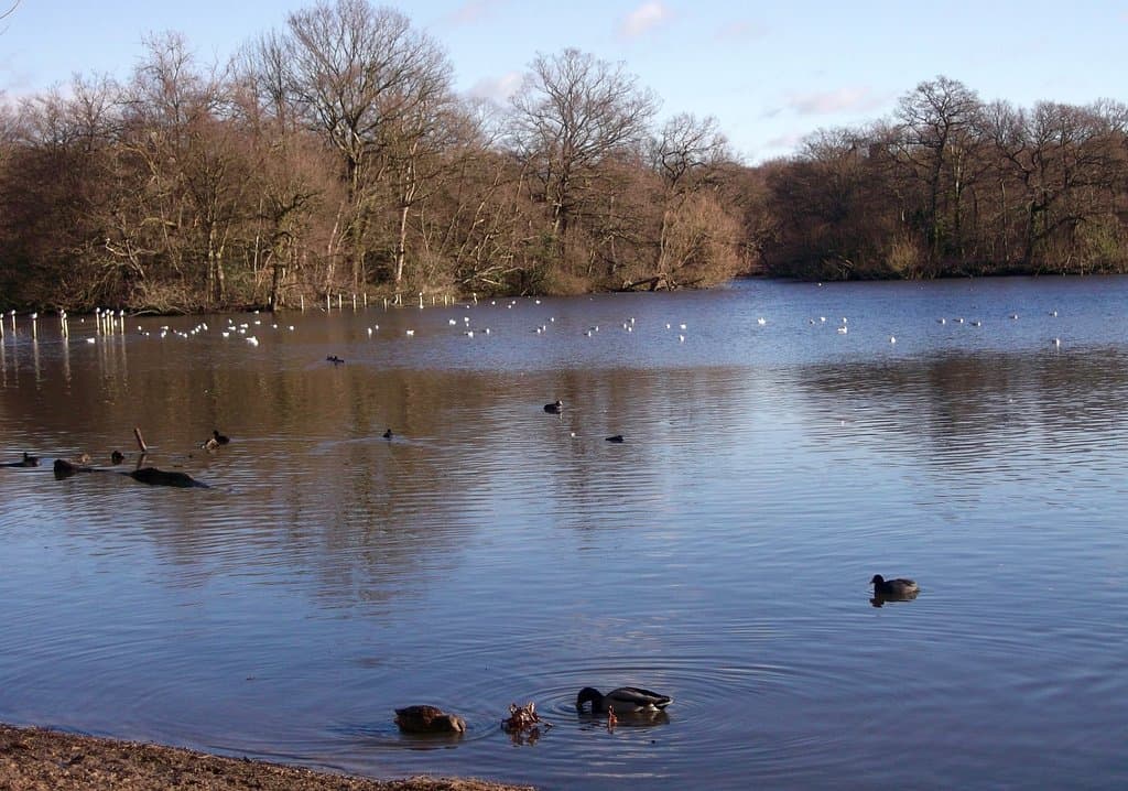 Chingford Plain Epping Forest