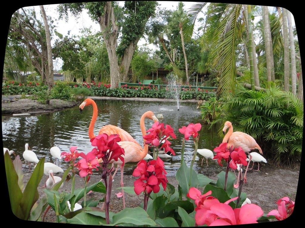 Flamingos