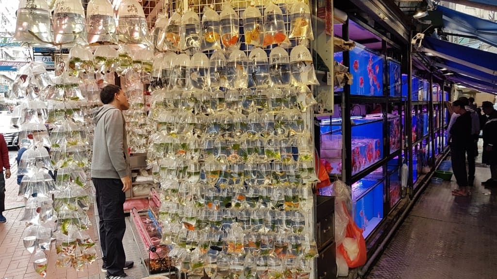 Goldfish Street