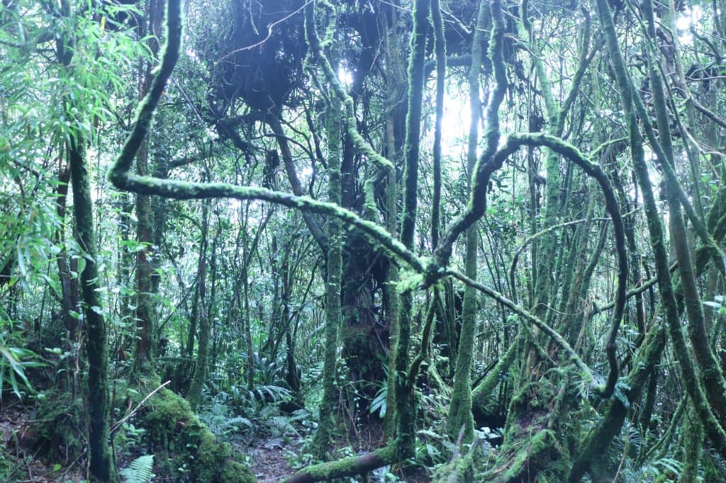 Mossy Forest near the peak