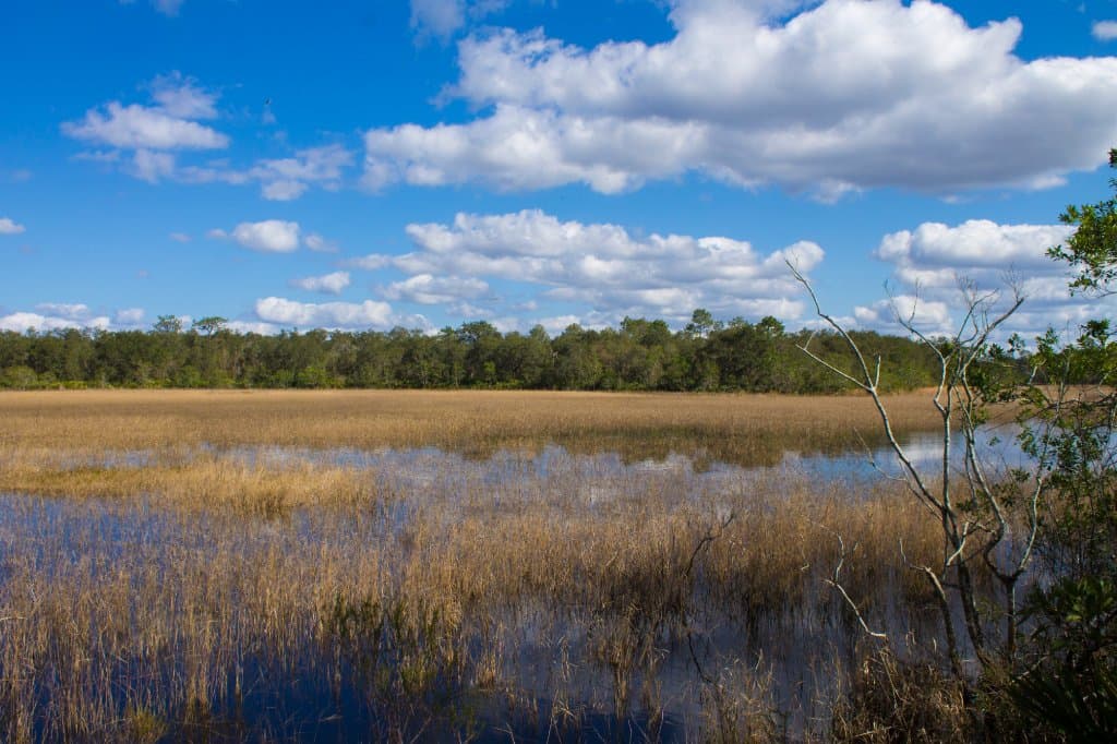 Heron Pond Loop