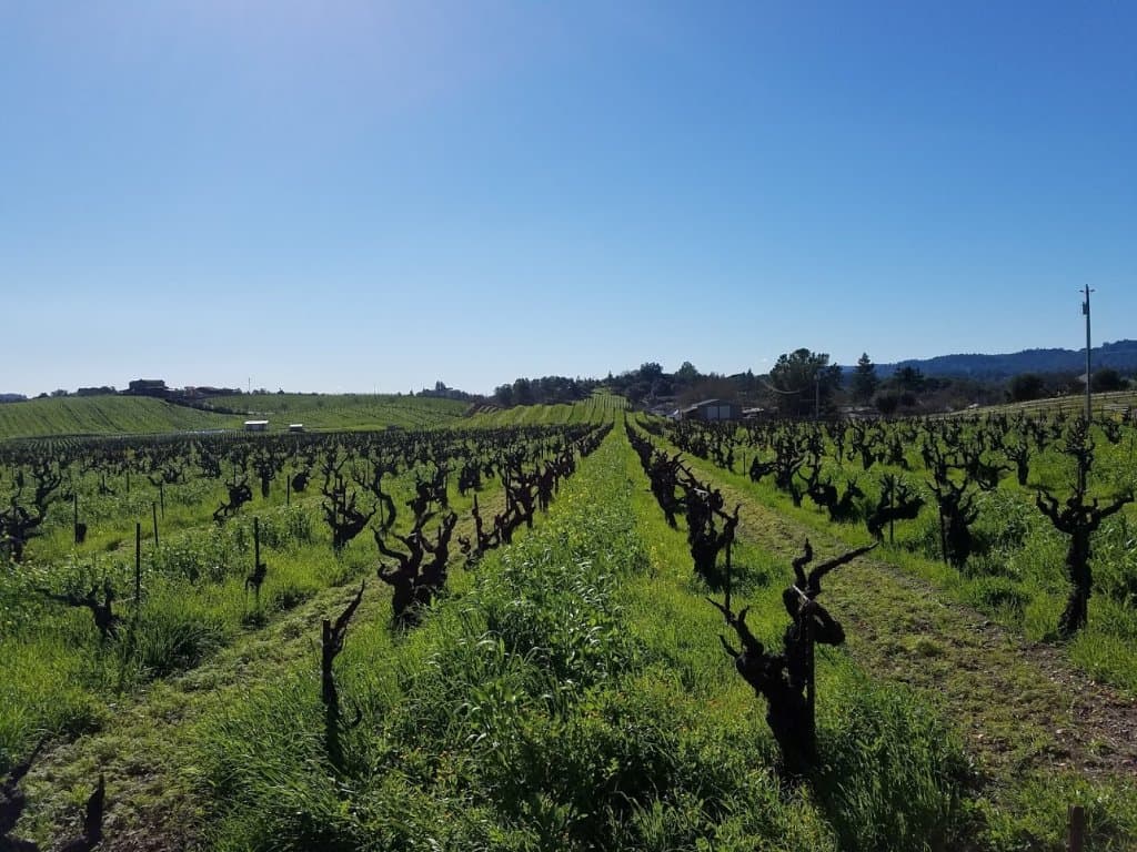 Ridge Vineyards Lytton Springs