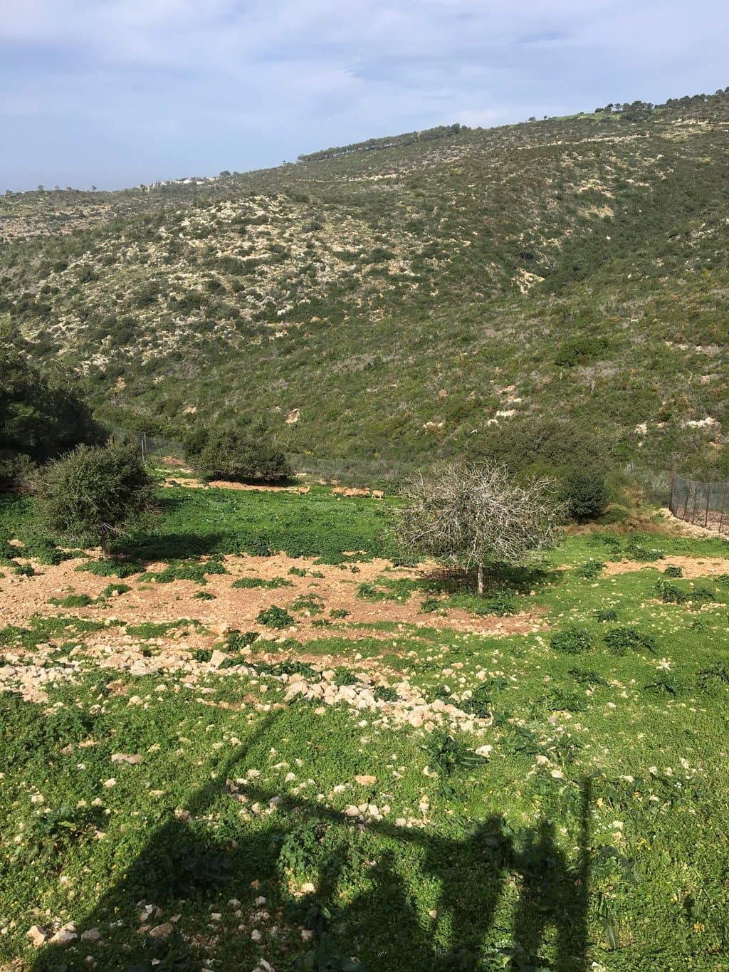 Замечательный вид на гору Кармель и обитателей