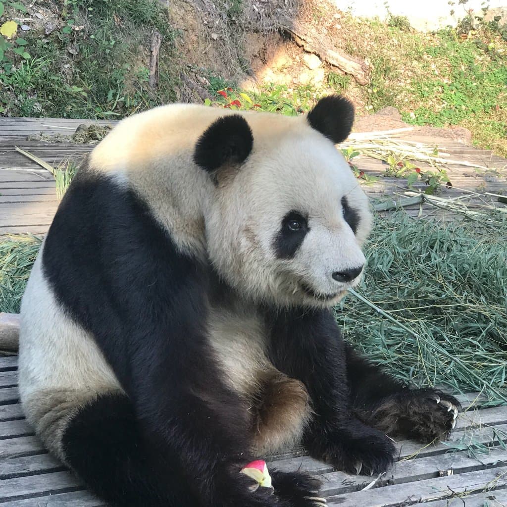 Fuzhou Panda World