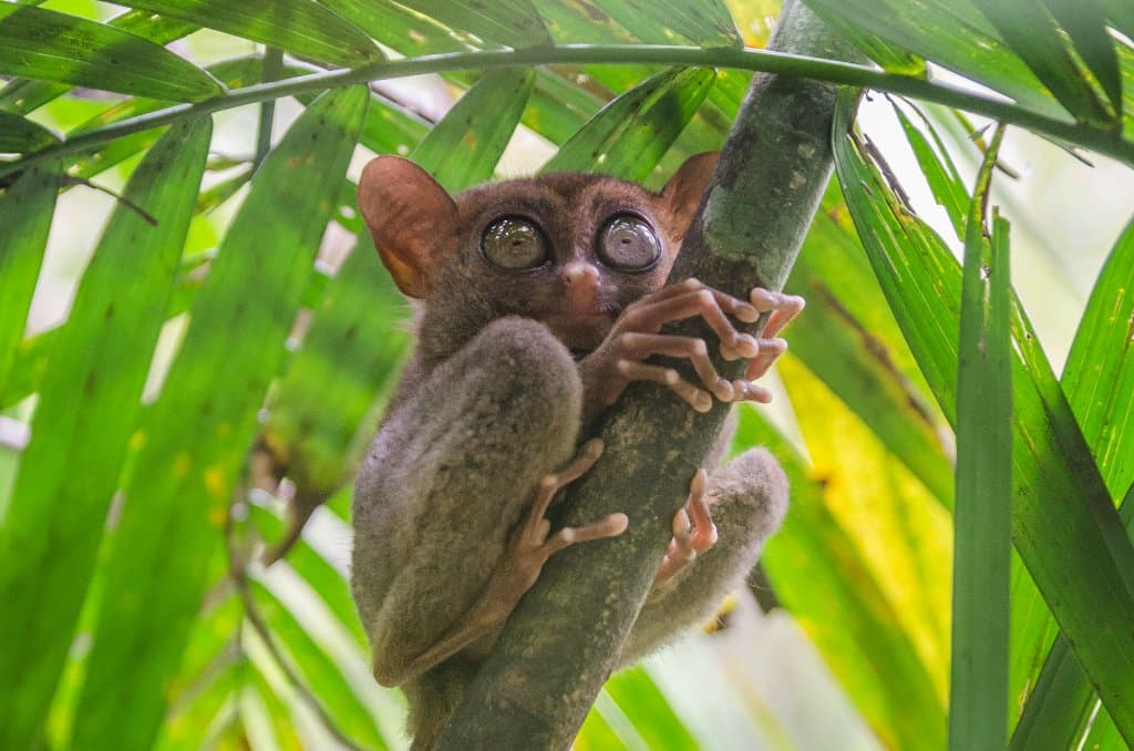 tarsiers