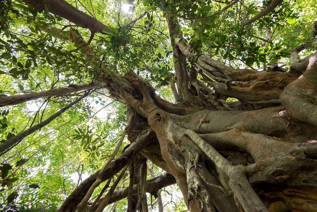 A giant fig tree within the Arboretum.
