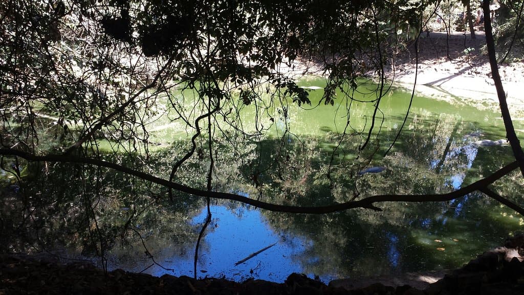 Kachikally Crocodile Pool Bakau