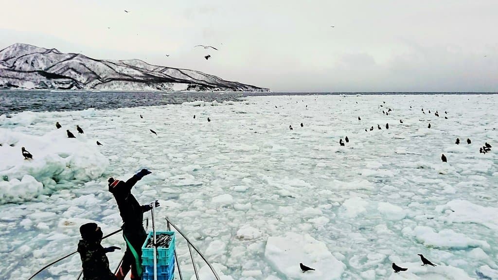 Orca and Whale Cruises Rausu