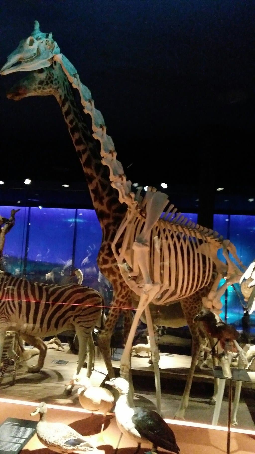 Natural History Museum Fribourg