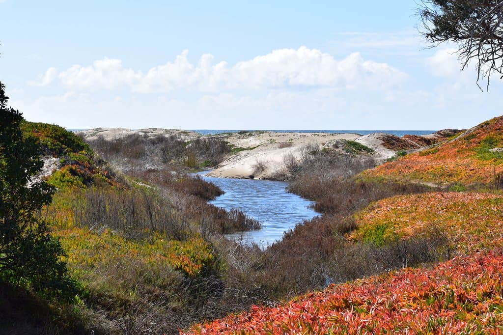 water flowing from butterfly grove out to ocean