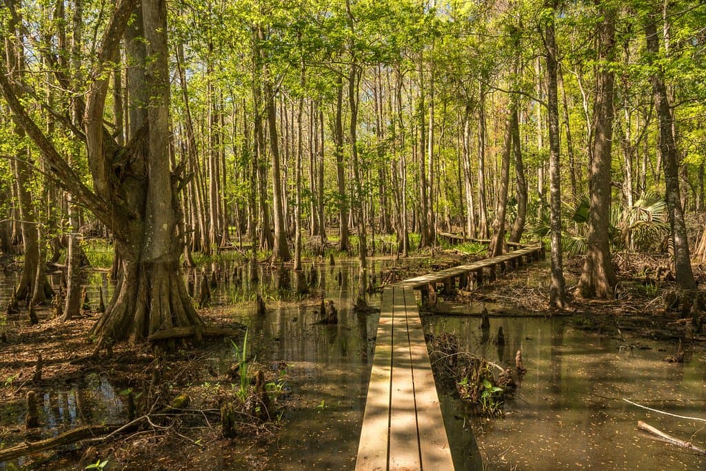 Swamp