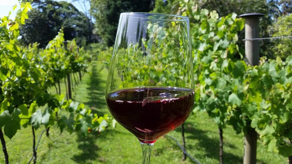 Enjoying a Glass in our vineyard