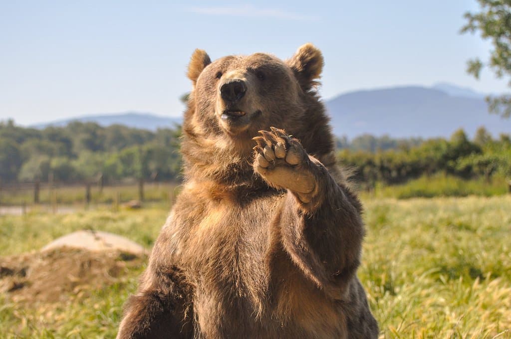 Say hi to the waving bears as you drive through the farm!