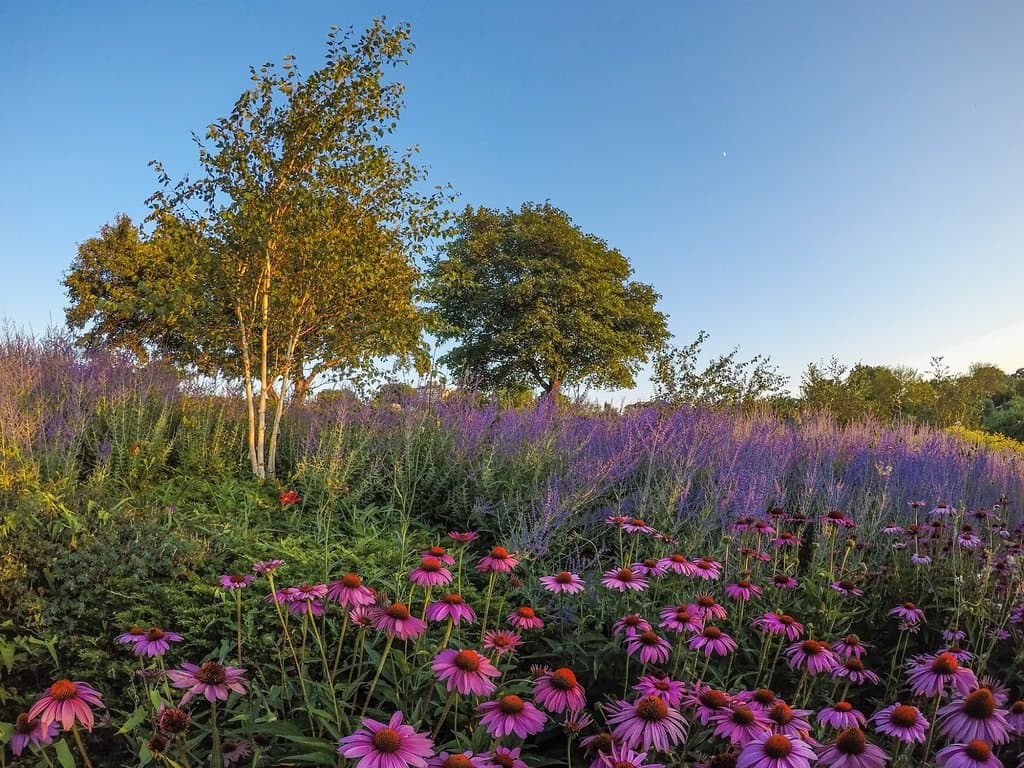 flowers at the rock garden