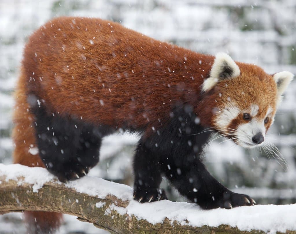 Red Panda