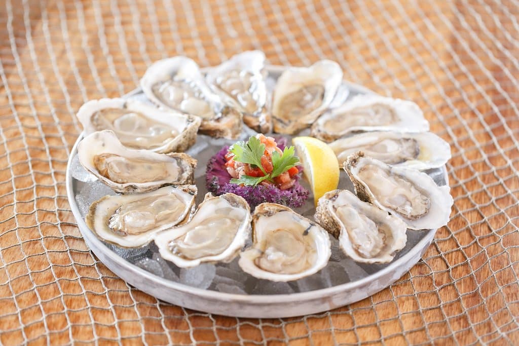 Oysters