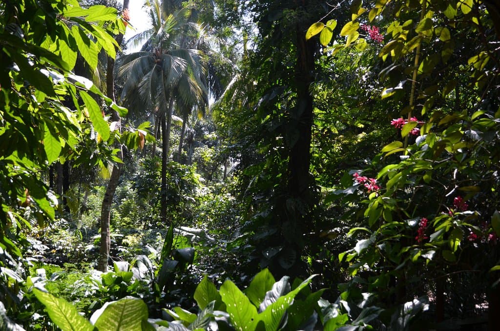 Exotická New Ranweli Spice Garden