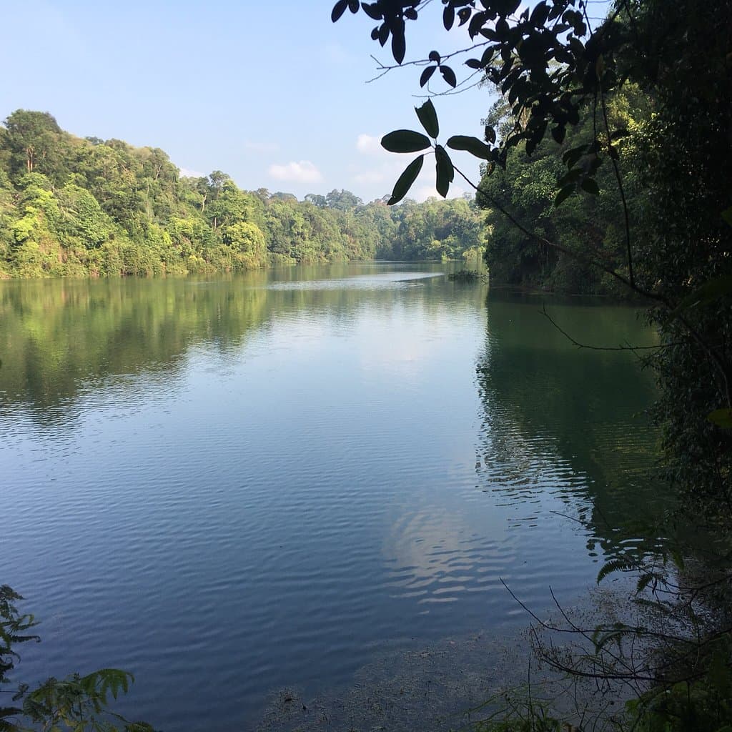 MacRitchie Nature Trail Singapore