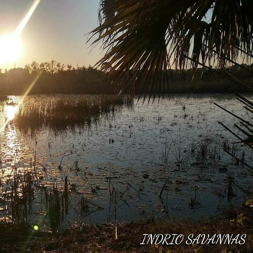 Indrio Savannas Preserve Florida