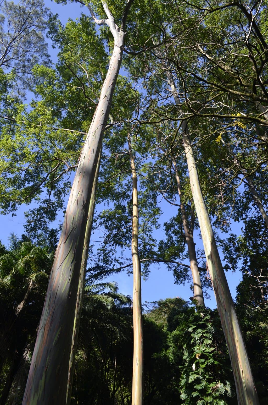 Ke'anae Arboretum