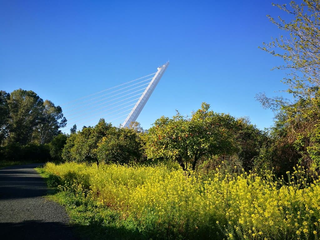 Parque del Alamillo.