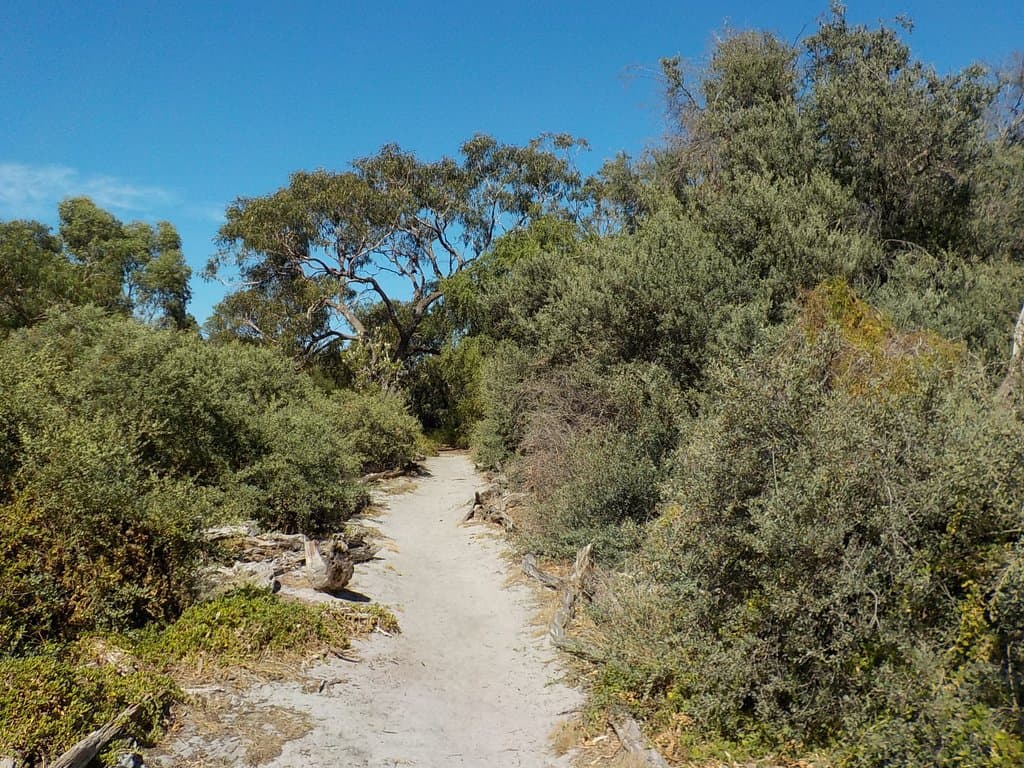 Open bush track