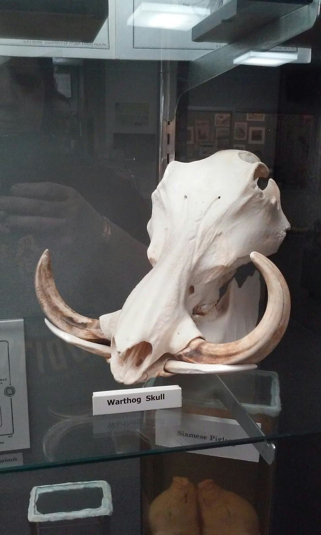 Veterinary Medical Foundation Museum