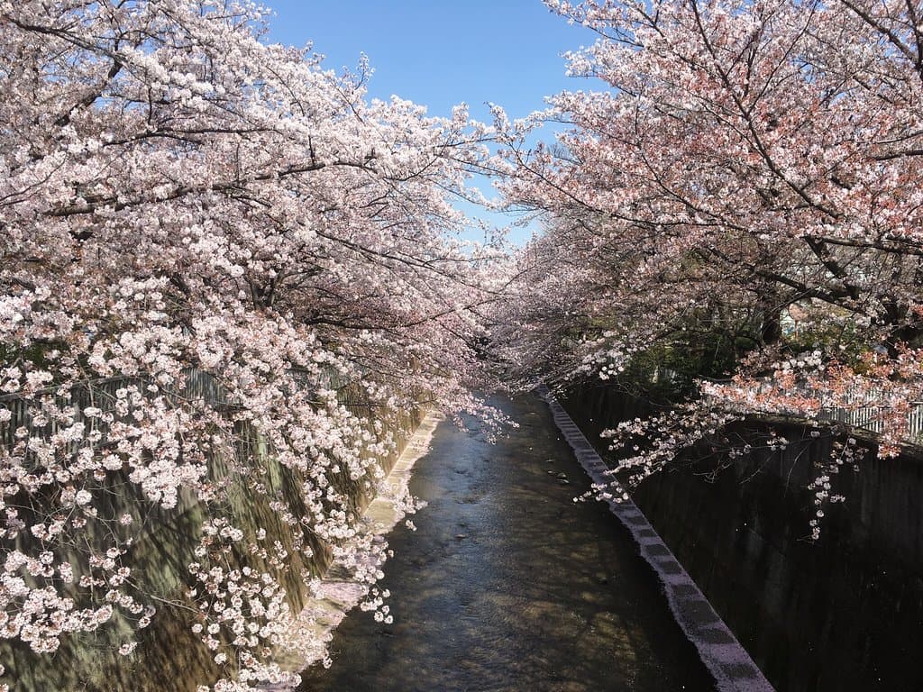 Shakujii River Green Road