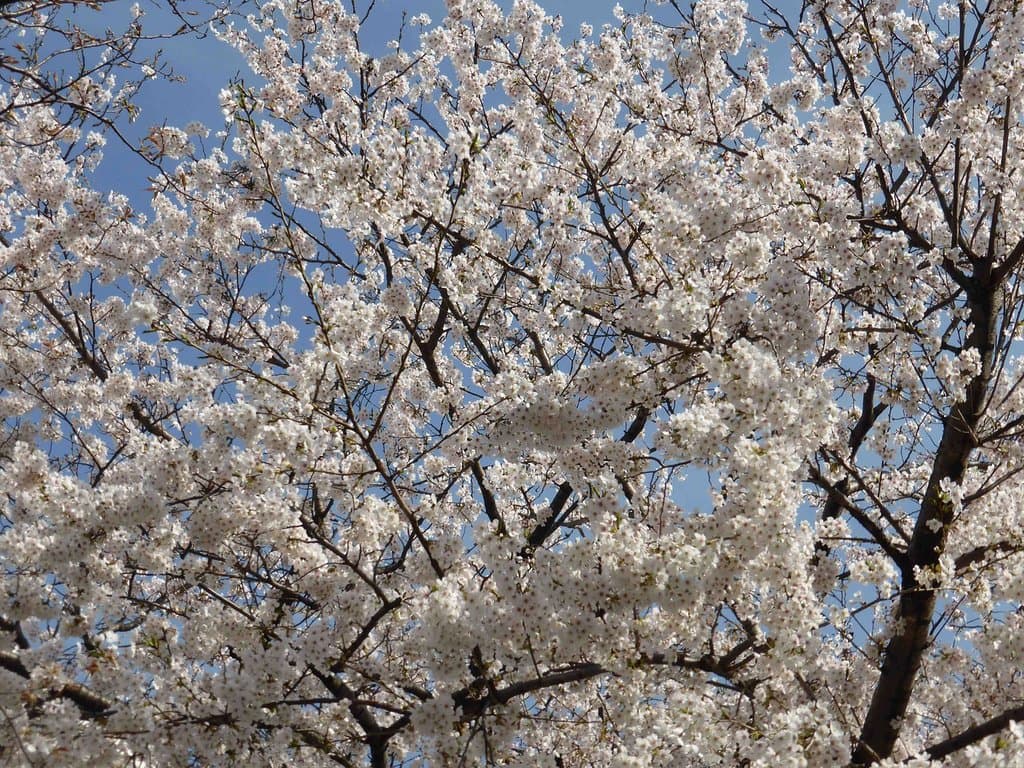Someiyoshino1