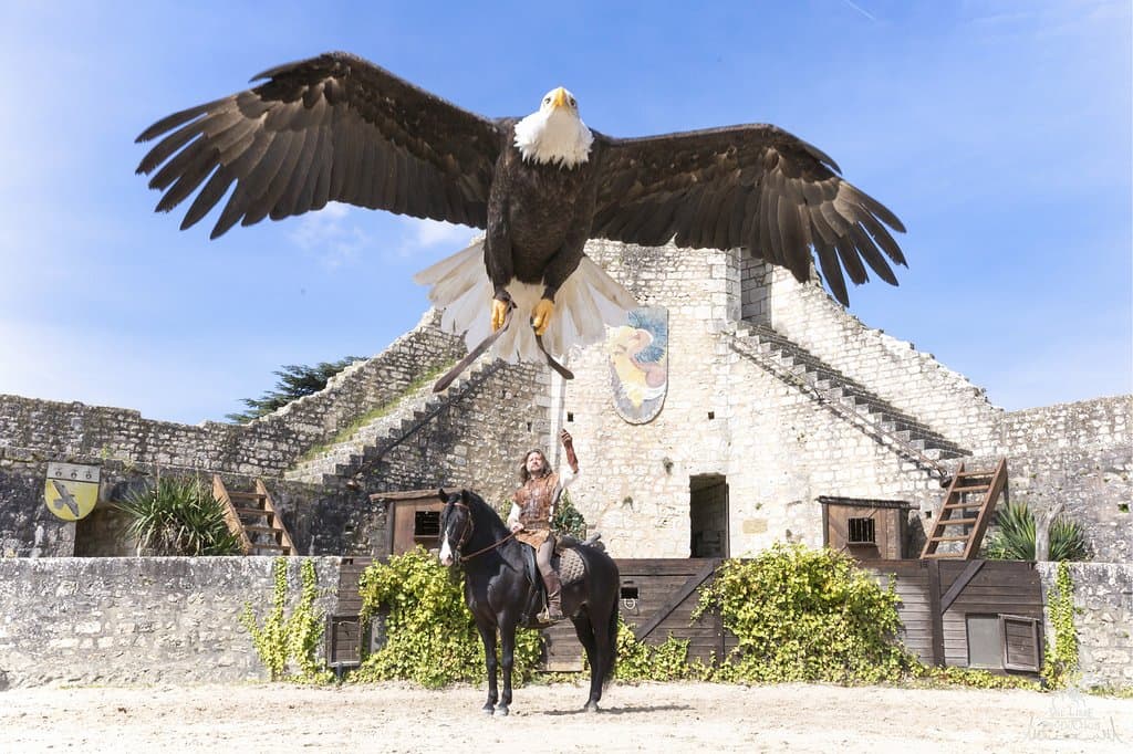 Aigles de Provins - photo Mélanie Guillamot