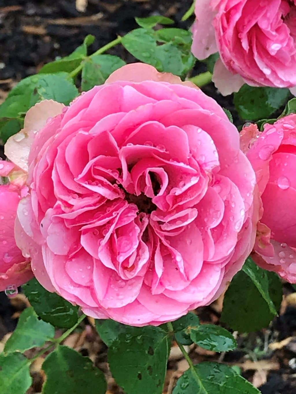 Parnell Rose Garden