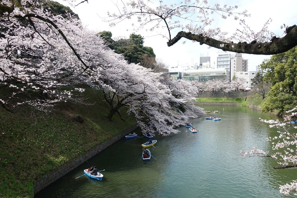 田安門脇の堀と桜