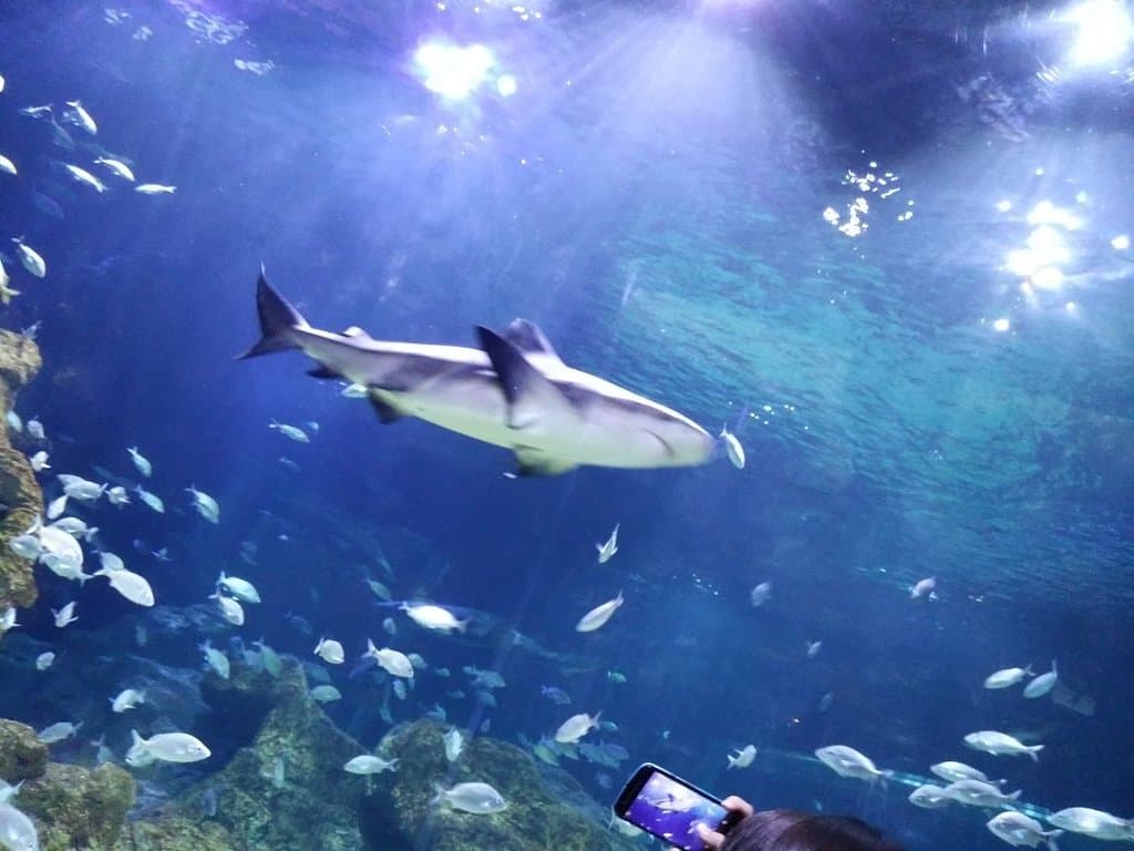 Acuario Michin