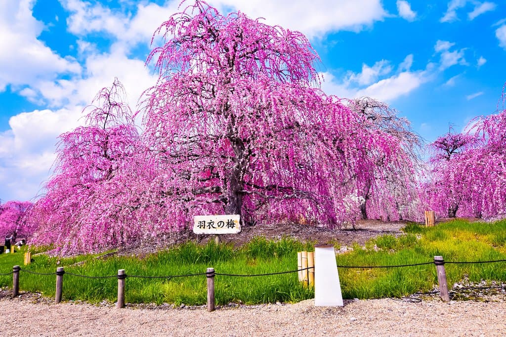 suzuka forestgarden